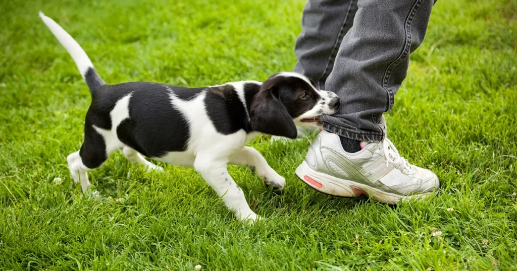 Houston dog bite lawyer